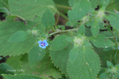 Hemigraphis latebrosa